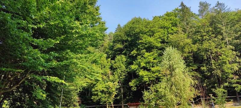 green grass and trees