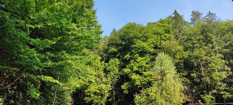 green moss on a tree