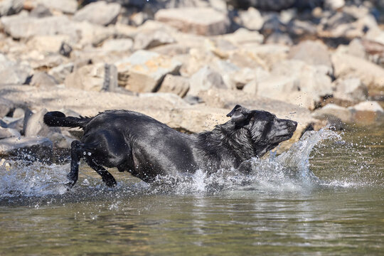 Black labrador retriever splashes down in water.