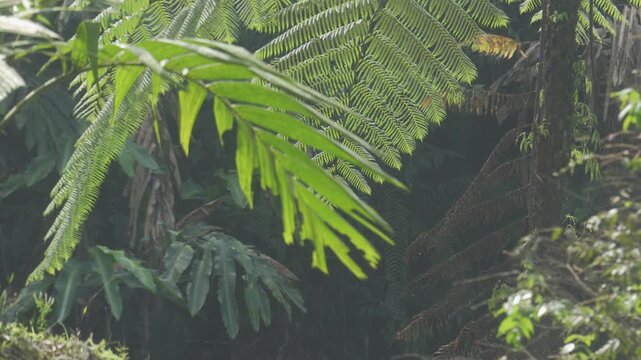 fern in the forest