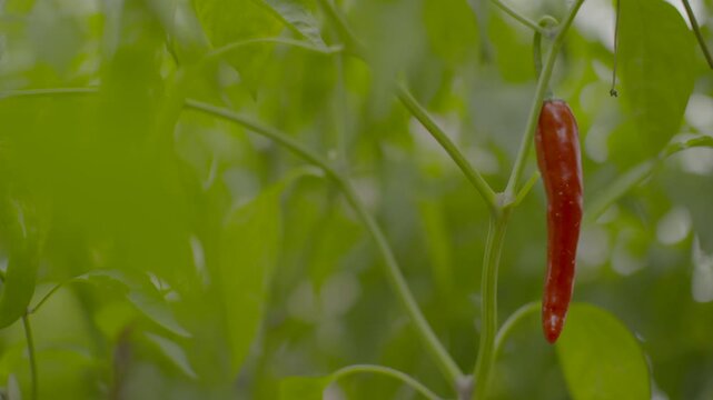 Chili Pepper Taeyangcho Red Pepper Kimjang Ingredient Chili Field Agriculture Harvest Korea 고추 태양초 김장재료 고추밭 농산물 빨간고추 건고추 수확 건조 농가 한국
