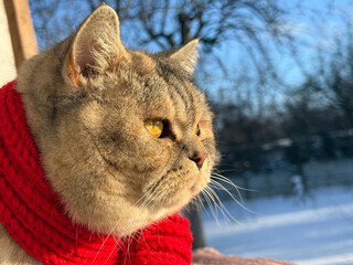 A cat looking at a snowy street in winter. © OLENA LIALINA