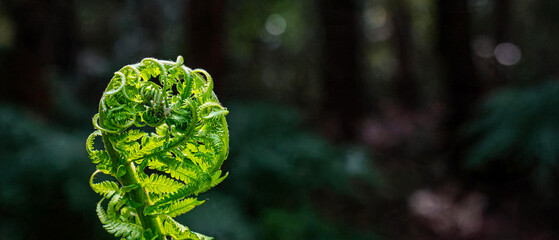 Bright green unfurling fern frond in a dark forest, shallow focus © Tom