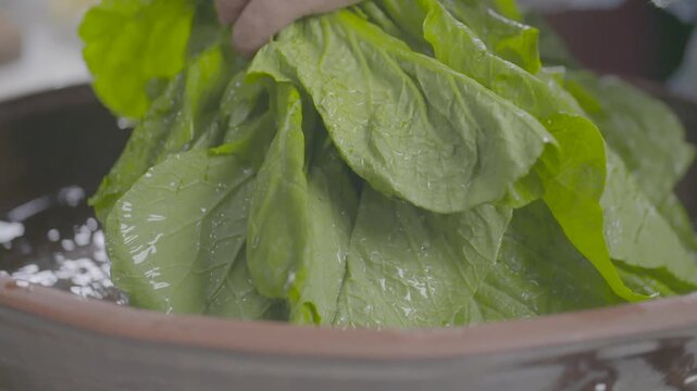 Leaf Mustard Washing Vegetables Fresh Ingredient Food Ingredient Water Korea 갓 야채 채소 세척 신선재료 식재료 농산물 물 잎채소 조리 요리 한국음식