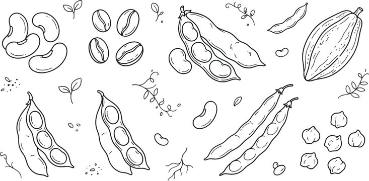 Hand drawn legumes and beans vector collection including chickpeas peas pods and seeds isolated on white background illustration