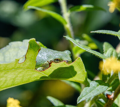 baby gray tree frog Dryophytes versicolor hiding in sunlit leaf