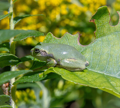 baby gray tree frog Dryophytes versicolor resting on sunlit leaf