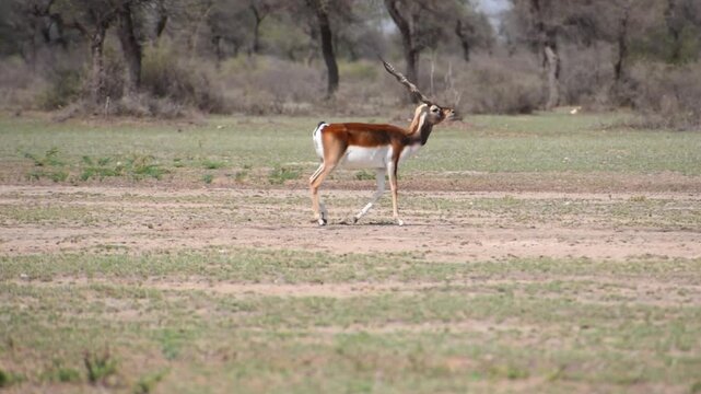 single blackbuck walking at the grassland of Tal Chhapar Black buck Sanctuary