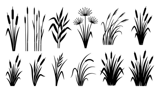 Set of black silhouette grass reed and dandelion plants, wild nature illustration collection