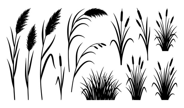 Set of black silhouette reed and pampas grass stalks, wild grass nature illustration collection