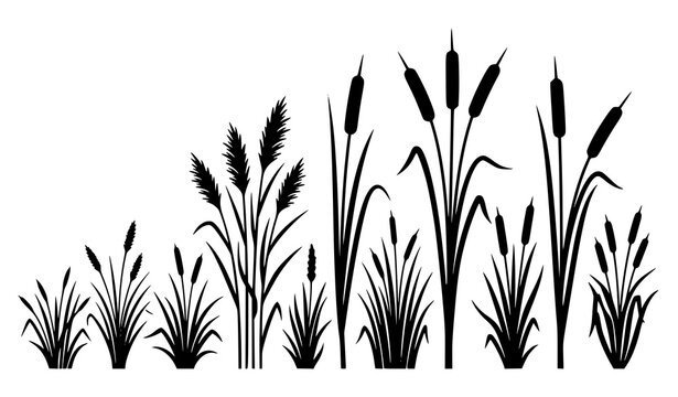 Black silhouette cattail reeds ascending row, growing wetland marsh plant illustration