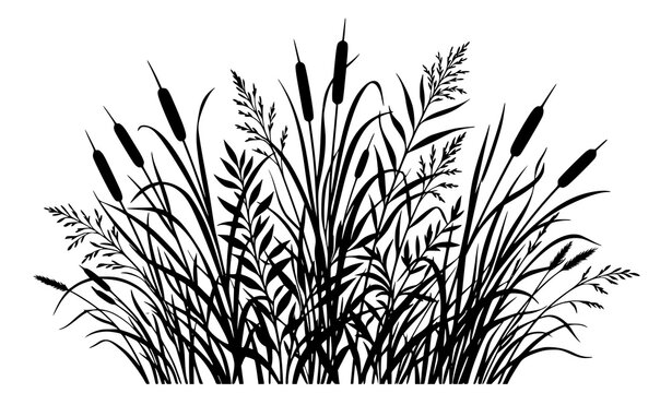 Dense black silhouette cattail reeds and wild grass cluster, marsh wetland nature illustration