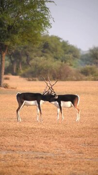 Two black buck crossing paths where long spiral horns visually crossing each other 