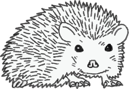 Hand-drawn line art illustration of a cute hedgehog pet