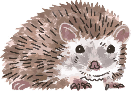 Hand-drawn full color illustration of a cute hedgehog pet