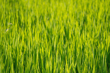 Fototapeta premium Green Rice Plants and Flying Dragonflies in a Summer Paddy Field