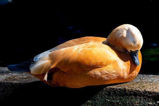 The ruddy shelduck rests in silence, with luminous chestnut plumage and a tilted head, exuding natural elegance as it rests.