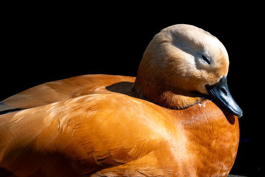 The ruddy shelduck rests in silence, with luminous chestnut plumage and a tilted head, exuding natural elegance as it rests.