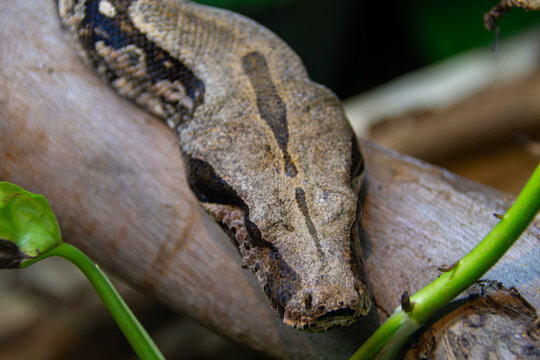 Close-up of a boa constrictor's head, showing scale texture, an intense gaze, and the snake's striking features in its natural, wild habitat.