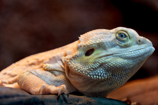 Close-up of a bearded dragon, showcasing detailed skin texture, striking coloration, and a calm expression, highlighting the reptile's unique features in its natural environment.