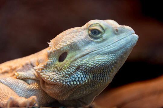 Close-up of a bearded dragon, showcasing detailed skin texture, striking coloration, and a calm expression, highlighting the reptile's unique features in its natural environment.