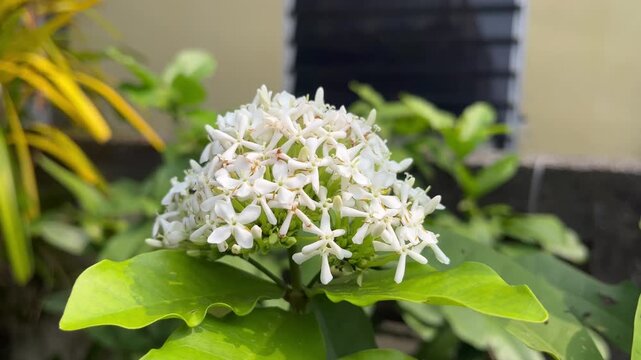 white Ixora bloom, White Ixora coccinea flower plant in the garden, Ixora ebarbata Craib, Ixora finlaysoniana Wall ex G Don or Ixora lucida R Br ex Hook f or rubiaceae or Siamese White Ixora or ixora 