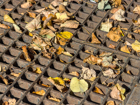 rusty iron grate of drain covered by yellow and orange autumnal dry leaves.