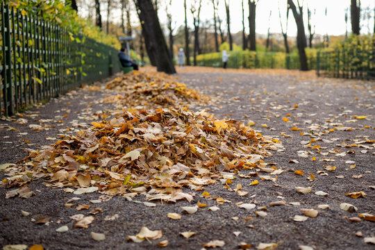 Large pile of dry yellow leaves lies on paved walkway inside Summer Garden, Saint Petersburg. Collected foliage and bare trees mark seasonal maintenance during late autumn in historic urban park.