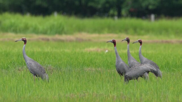 Group of Eastern Sarus Cranes calling in green wetland grassland, Thailand