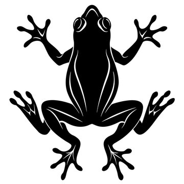 frog on a white background