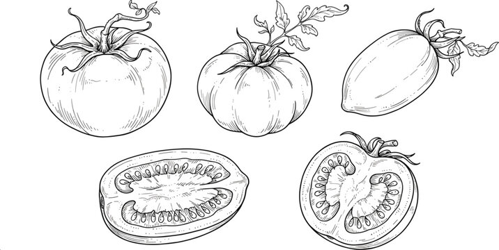 Detailed vintage engraving tomato vector illustration set featuring different whole farm cultivars cross section halves and textured slices