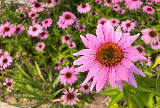 Purple coneflower with pink ray petals
