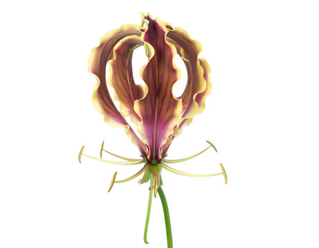 Gloriosa lily flower with unique curling petals in purple and yellow colors isolated on transparent background for floral design projects close studio shot striking featuring distinctive