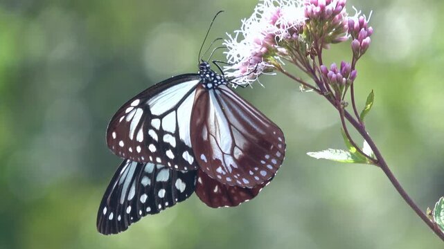 フジバカマの花の蜜を吸うアサギマダラ 渡り蝶のクローズアップ  4K   Parantica sita butterfly