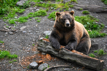 brown bear cub © Elina