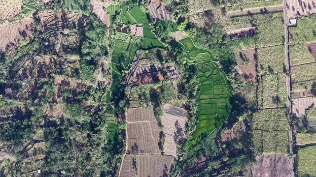 Lush green fields stretch across rolling hills. Tilled plots contrast with dense forested areas at Ngajum, Malang