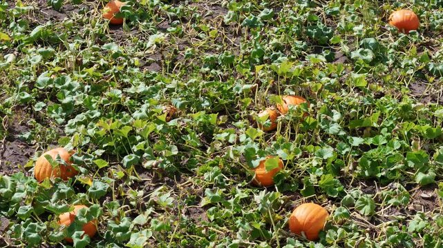 Aerial Flyover of Pumpkin Field &mdash; Autumn Harvest Landscape