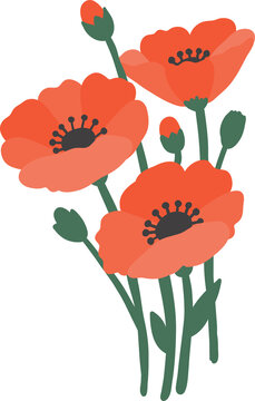 Cute red poppy flowers with green stems and buds vector illustration isolated on transparent background.