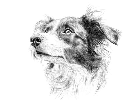 Australian Shepherd Dog Sketch Illustration ~ Created using Generative AI