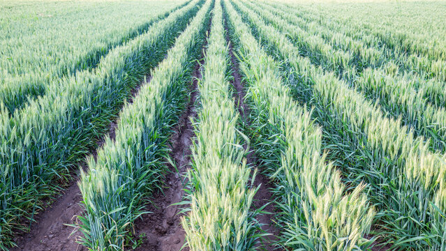Parallel rows of young cereal crops grow in tilled farmland, showing orderly agricultural cultivation. 