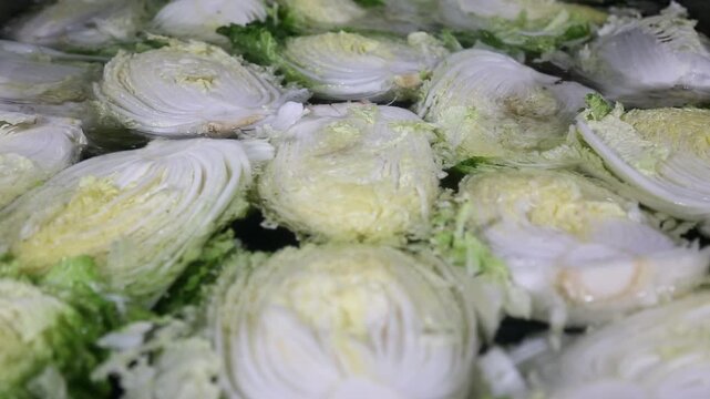 배추세척 세척 김치 김장 배추공장 배추손질 물세척 물 김치가공 손질 공장 공정 작업 생산 가공 원료 식재료 절임배추 제조 한국음식 식품공장