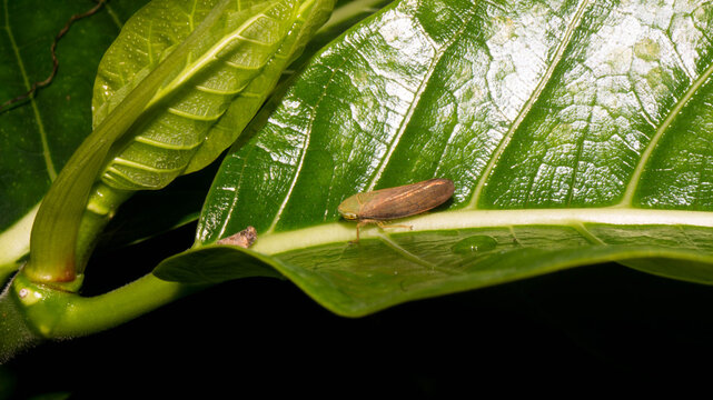 The insect in the selected region is a froghopper (also commonly known as a spittlebug), belonging to the family Aphrophoridae. Taken from Las Pinas, NCR, Philippines.