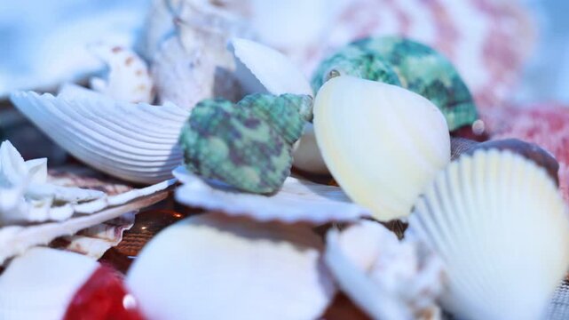 Colorful seashells and conch shells arranged as decoration