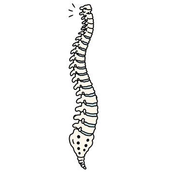 Human Vertebral Column and Spine Anatomy Hand Drawn Illustration