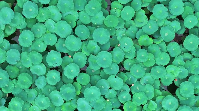 Camera tracking right over dense green duckweed on tranquil pond surface in soft light. Full frame organic aquatic plant pattern and serene zen nature background.