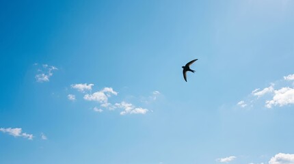 Obraz premium Seagull Flying in a Clear Blue Sky Above the Sea with White Clouds and Outstretched Wings Representing Freedom and Wild Nature