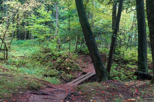 Forest trail leading to small footbridge in woods