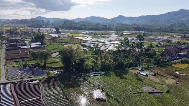 Aerial view of lush rice paddies stretching toward distant hills at Teras Semeru