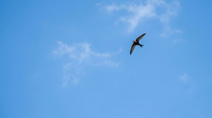 Fototapeta premium Seagull Flying in a Clear Blue Sky Above the Sea with White Clouds and Outstretched Wings Representing Freedom and Wild Nature