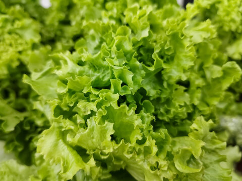 Fresh green oakleaf lettuce leaves close up background